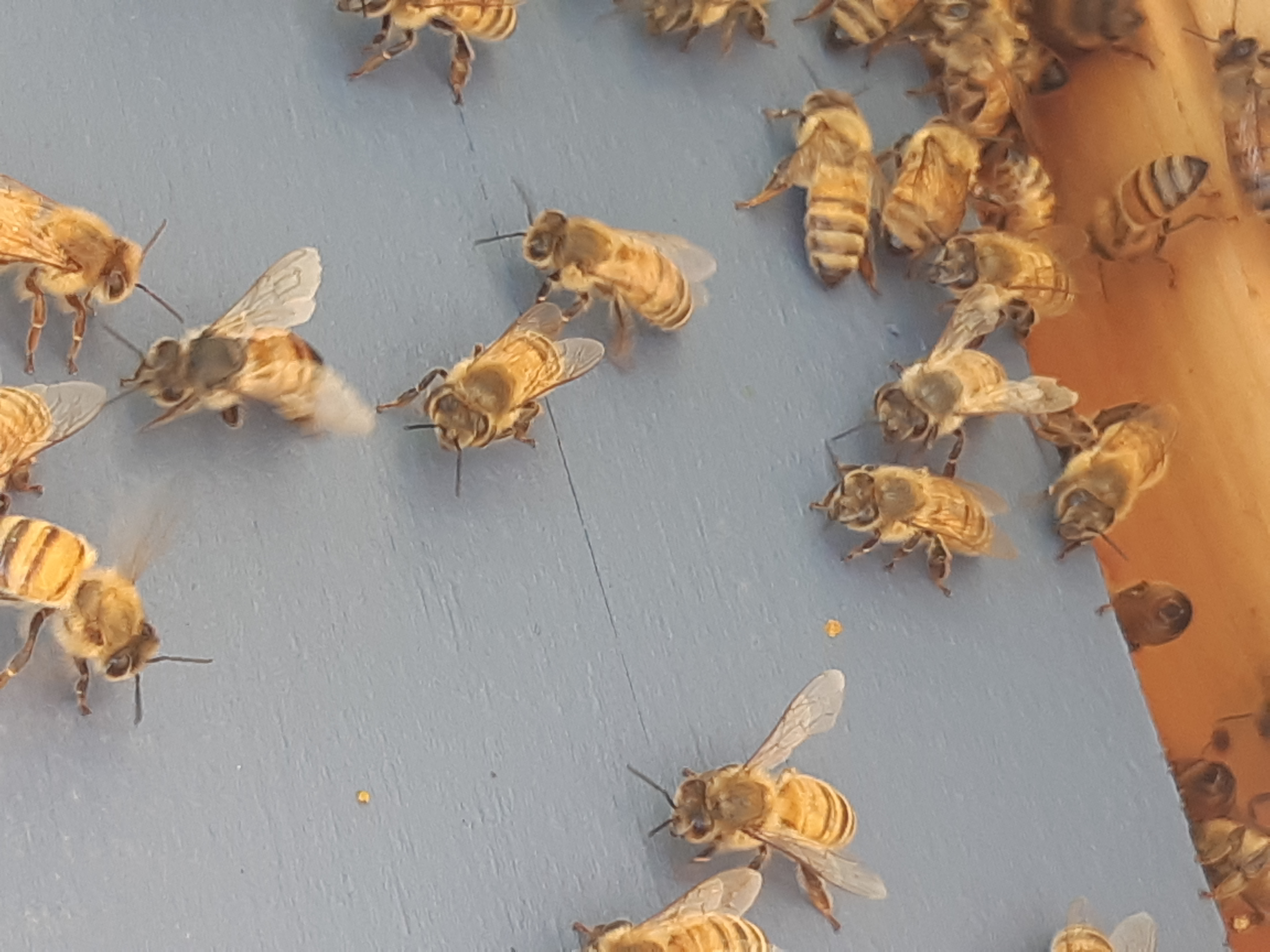 abeilles ventillent.jpg